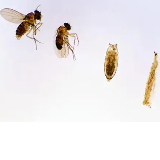 Bacillus thuringiensis israel subsp with Main function Insecticide