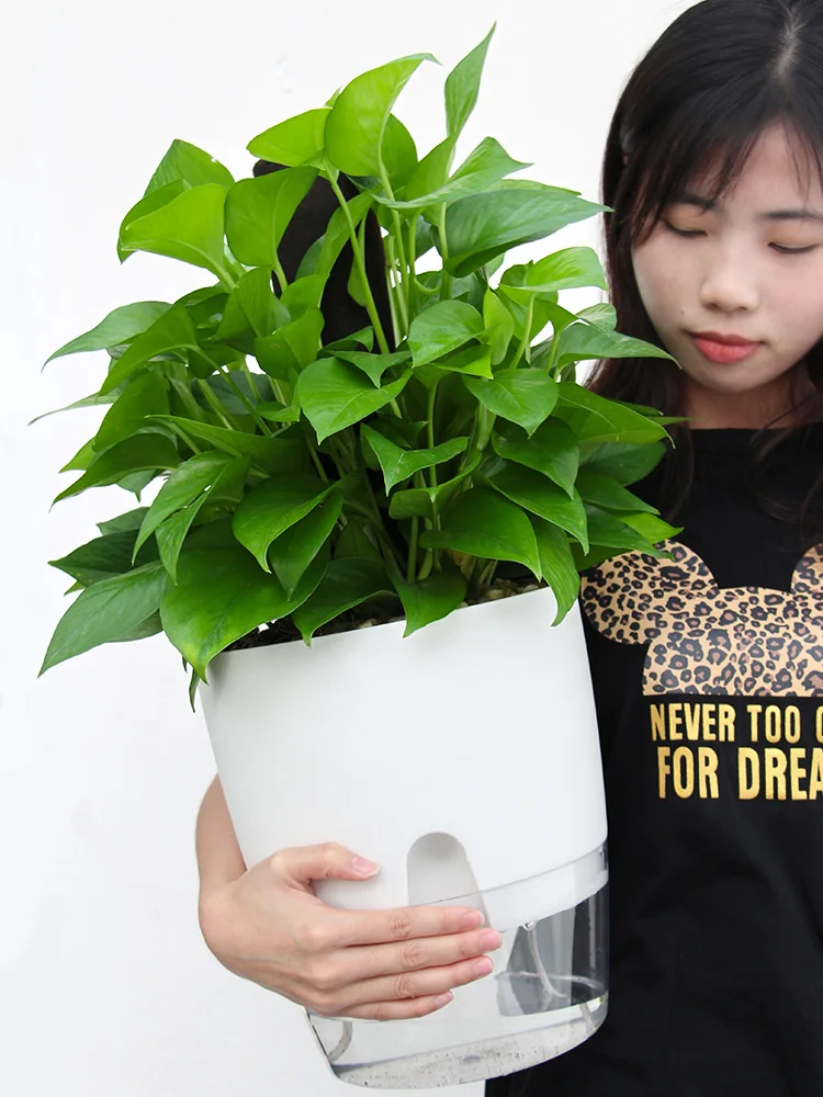 Deepbang Wholesale Planters Indoor Plants Automatic Self Watering Plant Pots Round Shape Planter Transparent Garden Flower Pots