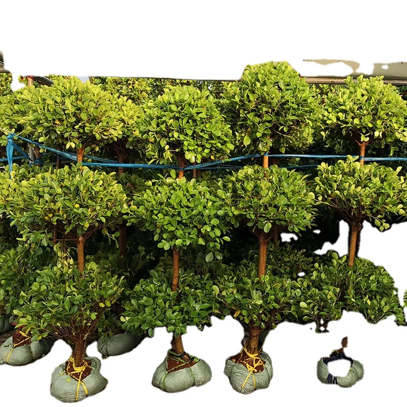 
Ficus Panda green plant 