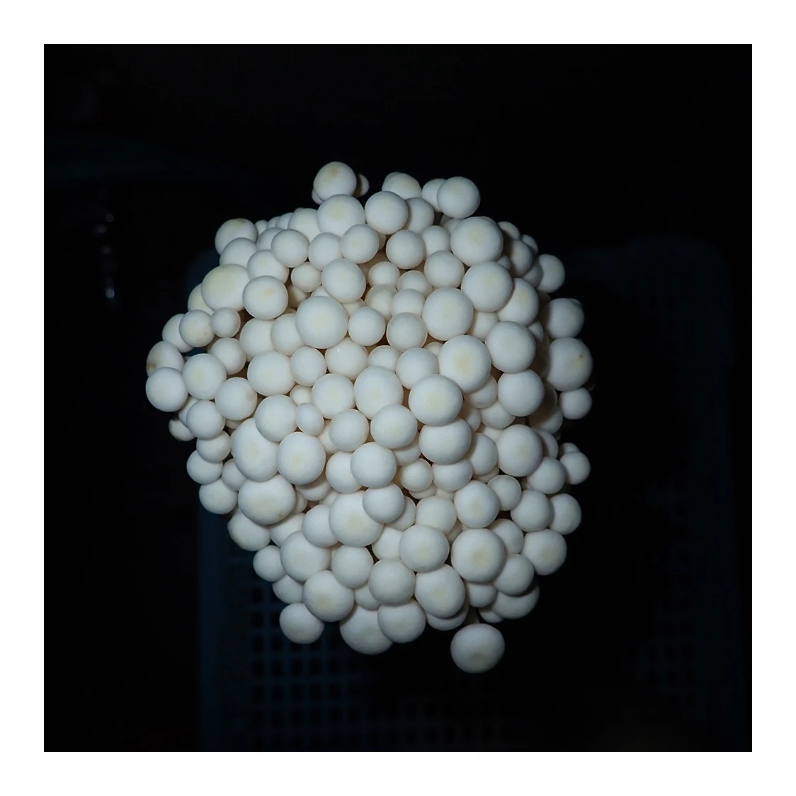 Inoculum for other button mushroom cultivation mixing machinery