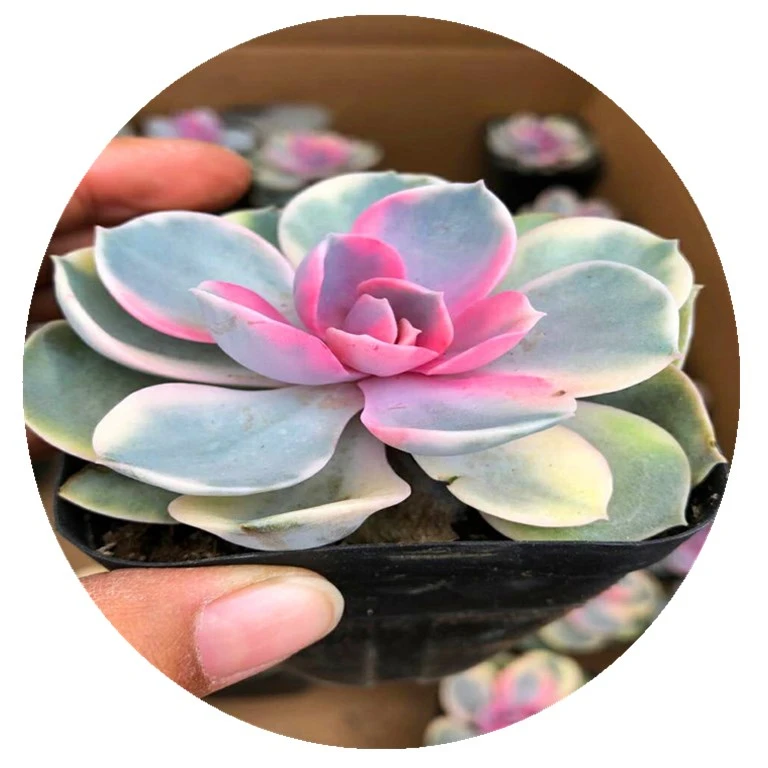 
Rainbow 7 cm square species, very beautiful, succulent plants 