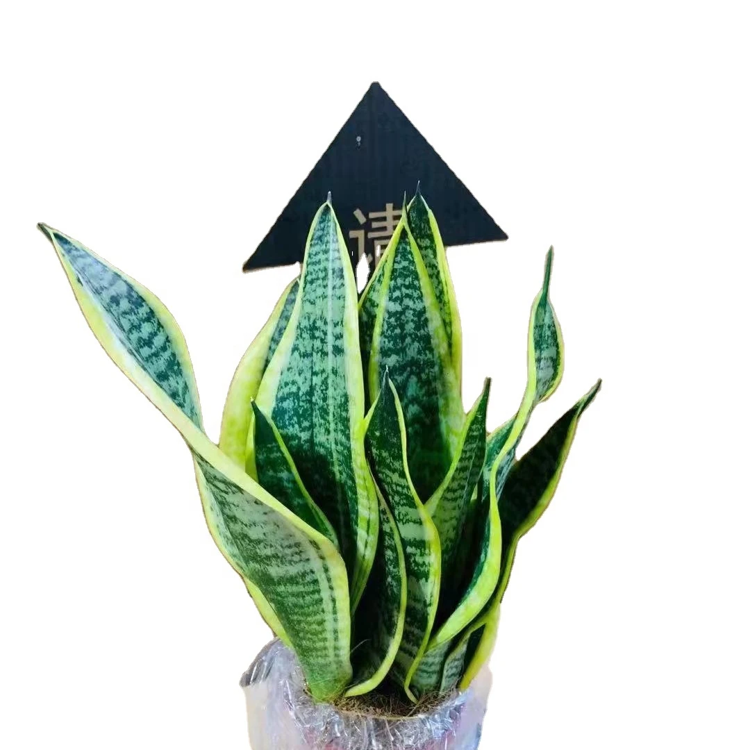 Новый сезон свежие настоящие змеи растения sansevieria живое змеиное растение пилан