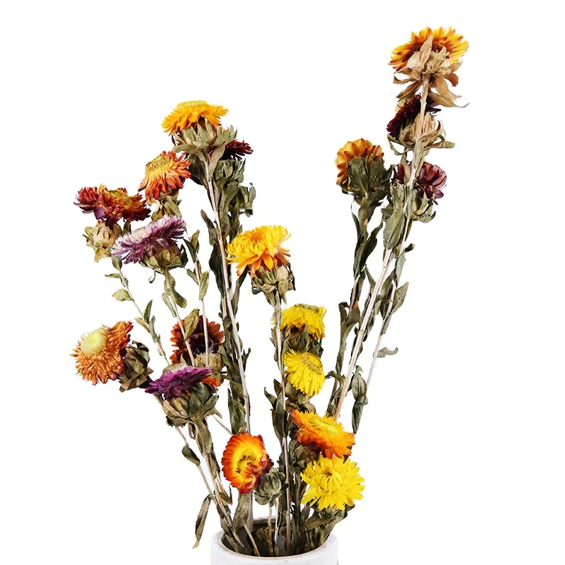
Dried natural strawflower colorful daisy flower bouquet for home wedding party decoration 