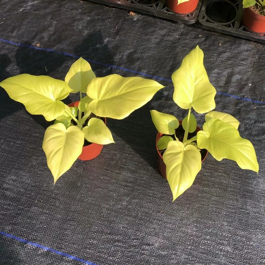 Оптовая продажа горячая Распродажа натуральное живое растение Calathea gold warplace