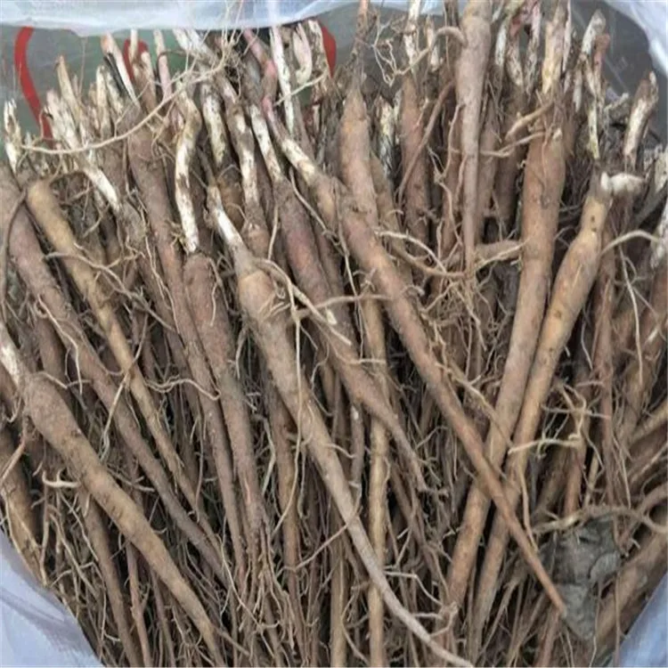 Bai shao chinese herbs natural dried white peony root white paeony root