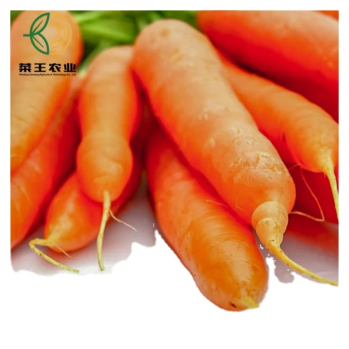 
Carrot fresh organic carrots in carton S M L professional export fresh carrot 