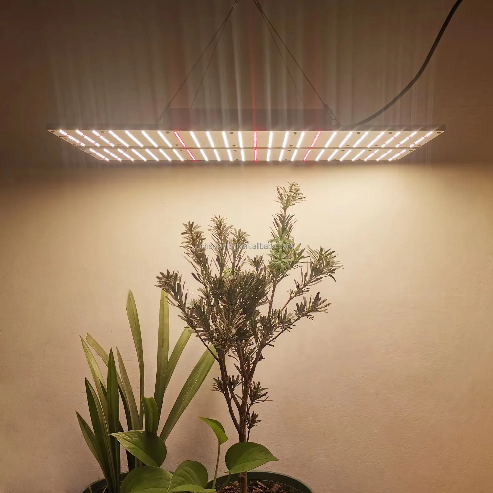 spider high ppf led plant grow lamp light bar efficacy mega eco 720 led grow light for plants plant tray for growing seedlings