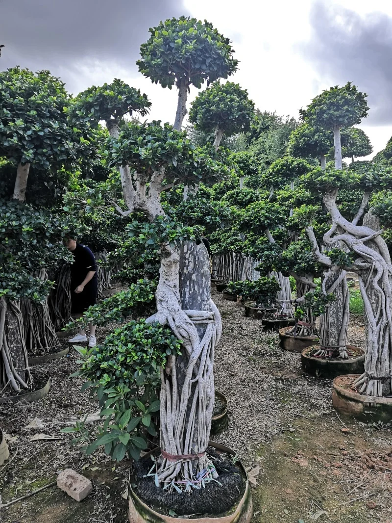 3M Ficus bonsai with stone Ficus Microcarpa Bonsai for Live Outdoor Plants