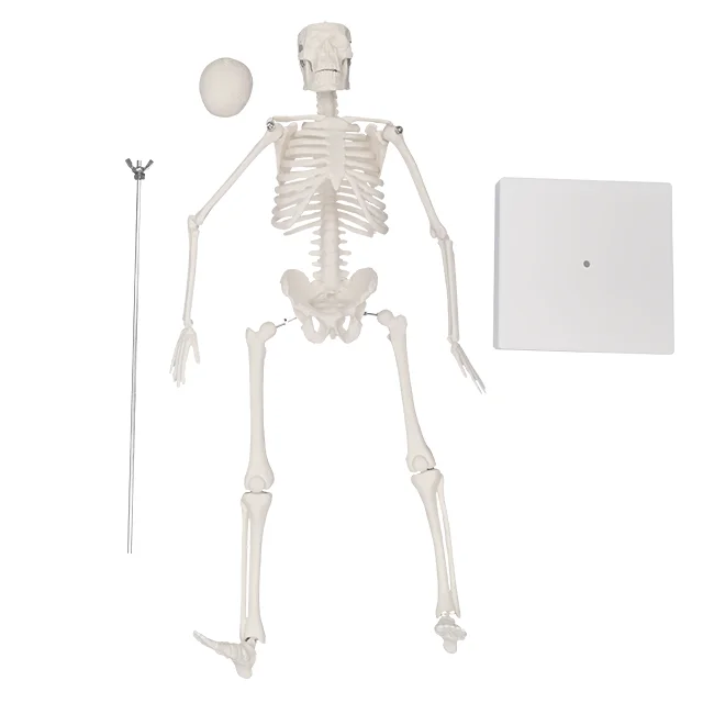 ADA-A1006 модель скелета человека 42 см экономичная и пластиковая сустава-идеальная для обучения базовой анатомии