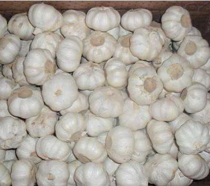 5,0 см 2023 свежий чеснок