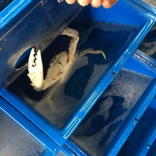 Indoor mud crab farm system crab box house farming boxes equipment