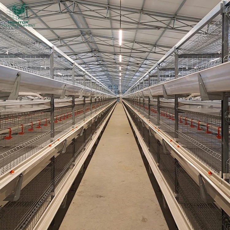 Modern Poultry Broiler Equipment Automatic H Type Chicken Broiler Cage System For Sale In Philippines