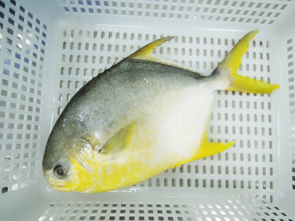 FOODSTAR Brand Premium Quality Frozen Golden Pompano Pomfret Fish with Competitive Price