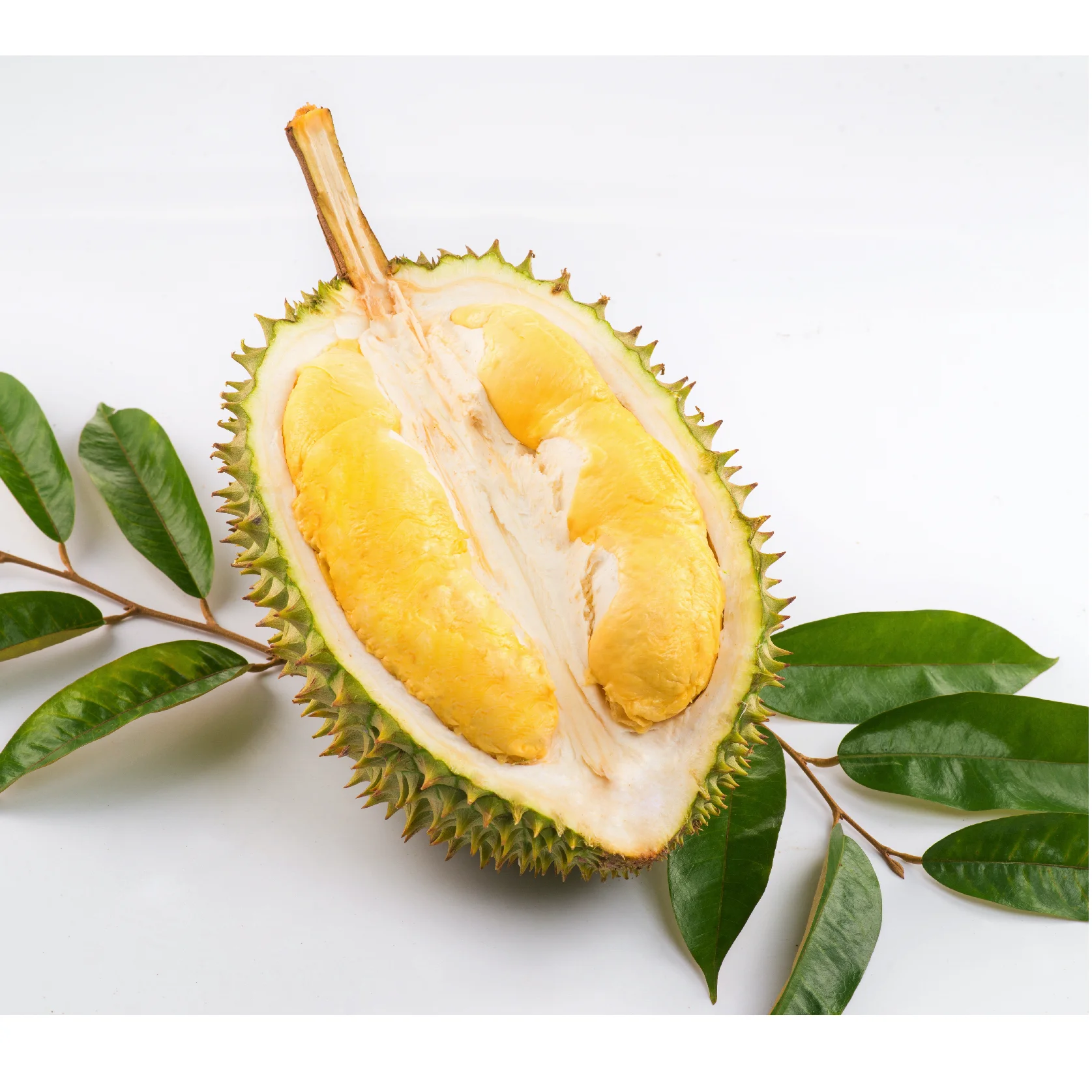 Fresh Durian -  Organic Vietnam Common Cultivation Sweet Taste Monthlong in Carton Box Packaging