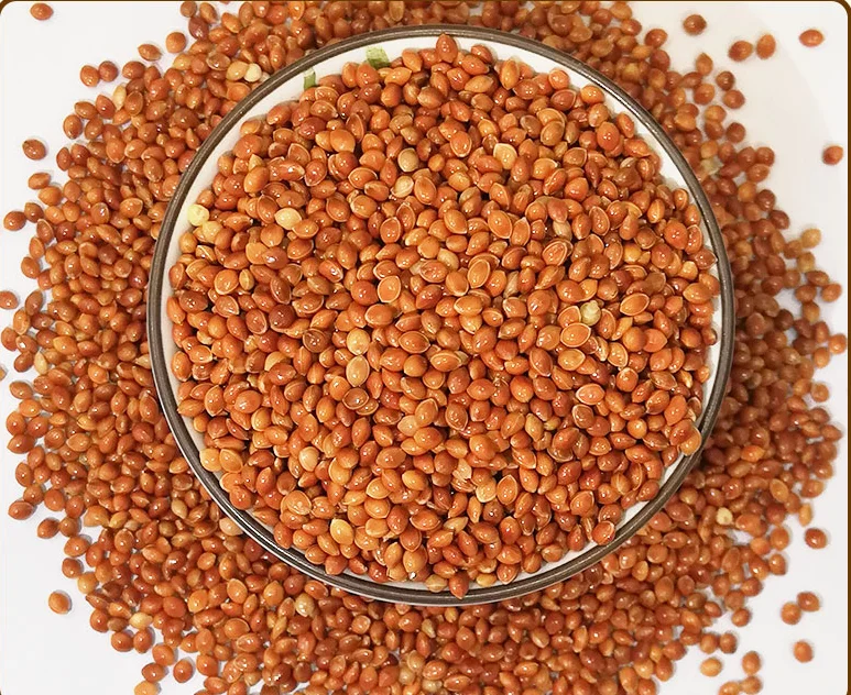 Chinese Red Broomcorn millet is native which can be eaten by birds for a cheap price