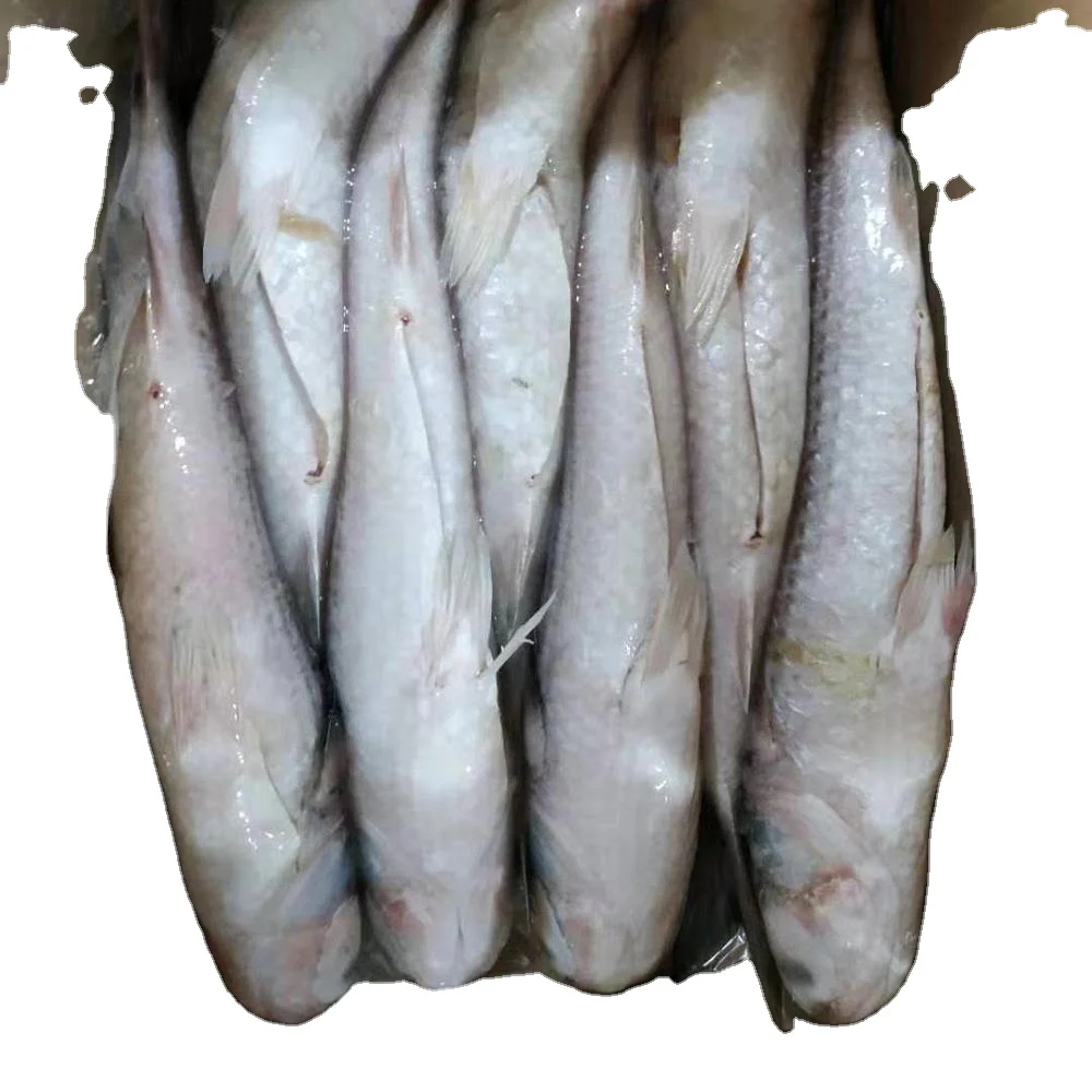 
Frozen fish Mugil Cephalus Grey Mullet Gutted for Marketing 