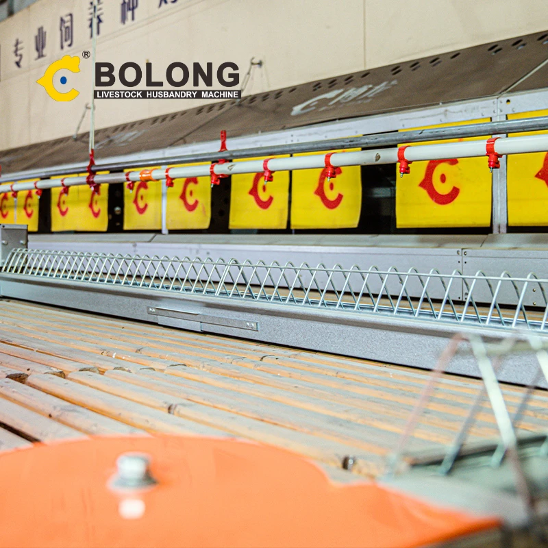 BOLONG poultry automation equipment chicken poultry farm equipment free range chicken barn