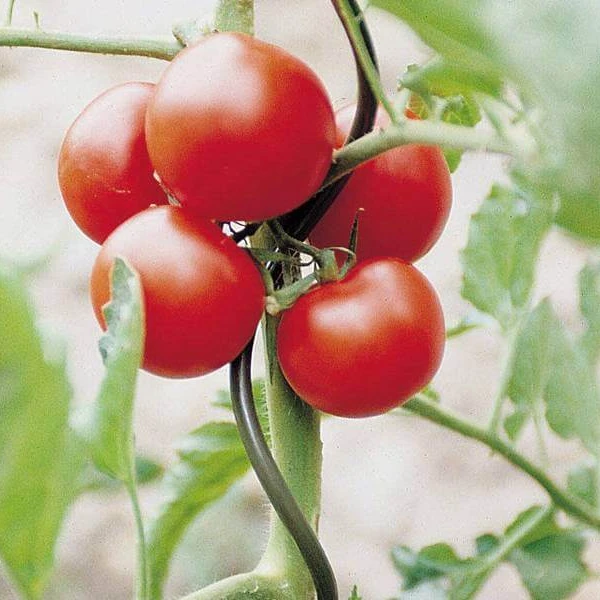 Factory Price Stable PVC Coated Tomato Spiral Stakes Cucumber Supporting Plant Climbing Stake Wire