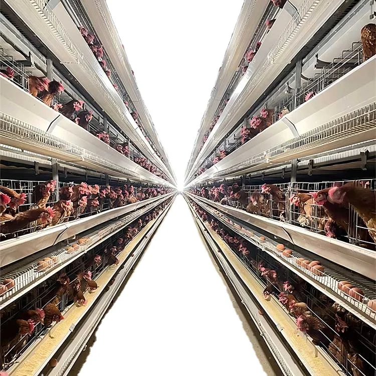 Мясо Бройлер, куриные клетки, 160 яйца, куриная клетка для птицы, поставщик