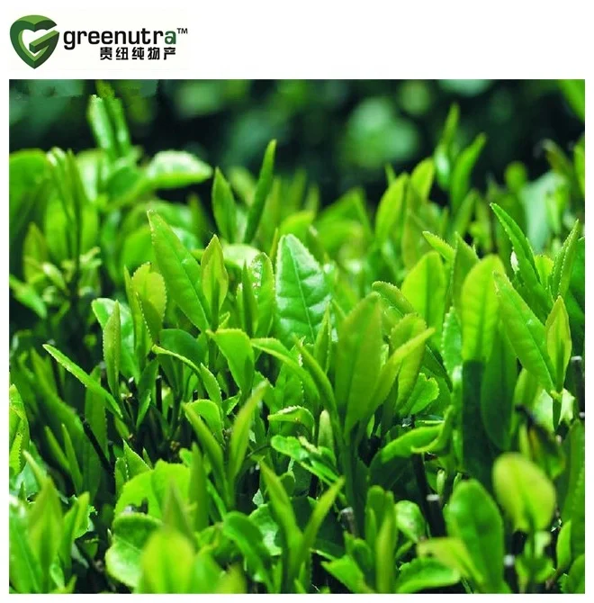Hot sale Green Tea Extract L Theanine