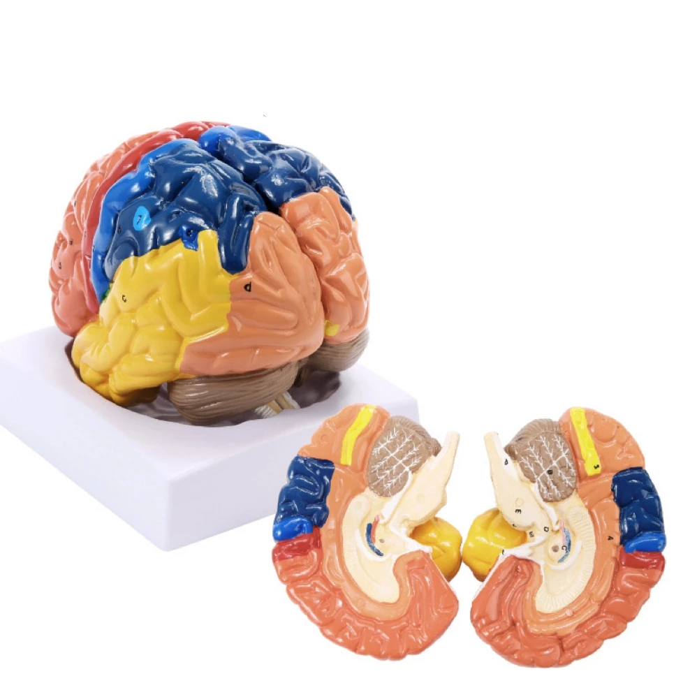 Dental Teeth Model For Dental Technician Practice Training Studyting Dentistry Typodont Models With Removable Tooth 28pcs Model