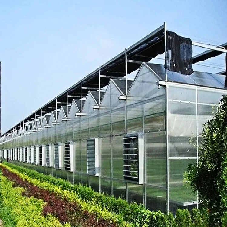 multi span smart greenhouse  agriculture productive greenhouse  glass covering