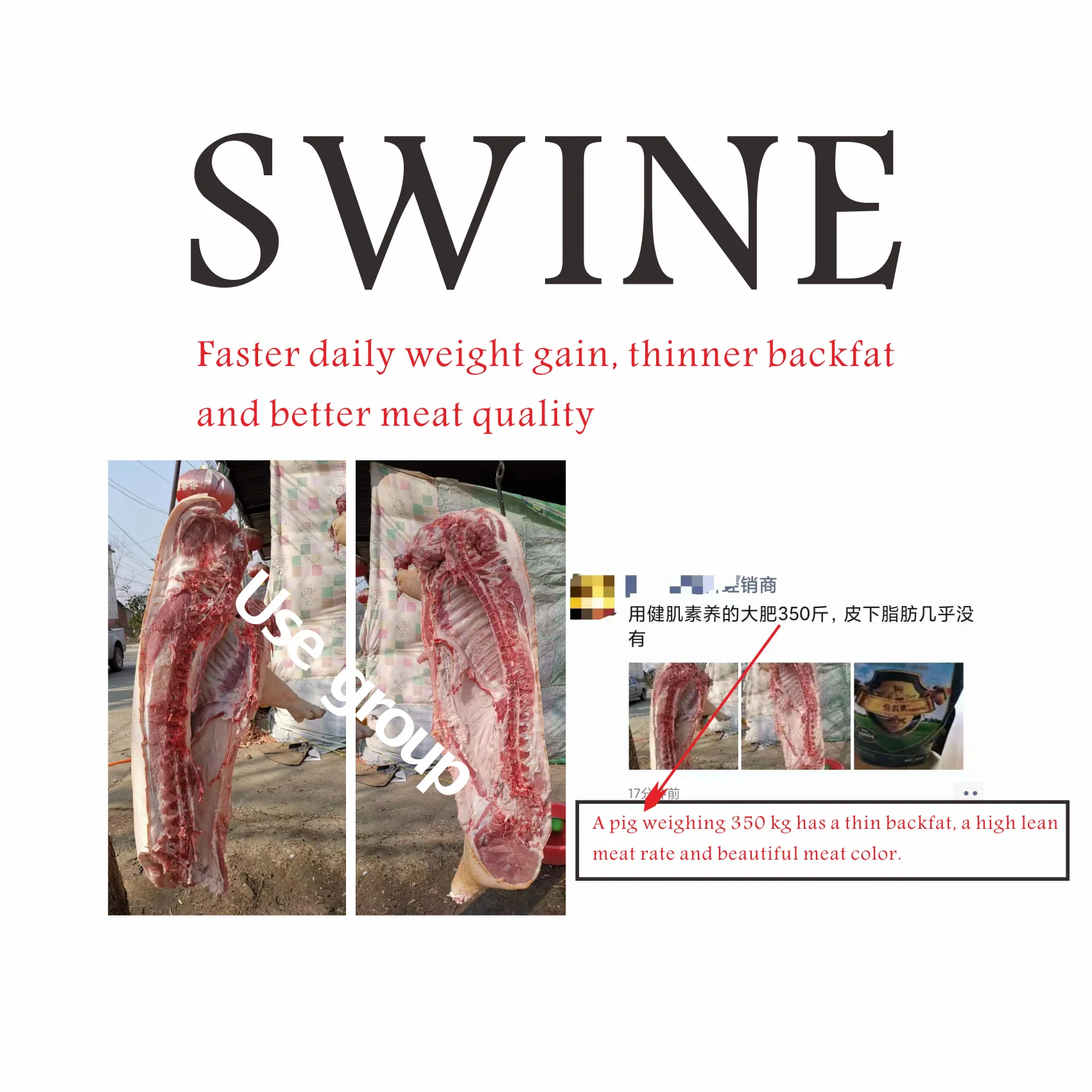 Creasource synergistic guanidinoacetic acid cattle Simmental feed additives for reducing subcutaneous  abdominal fat deposition