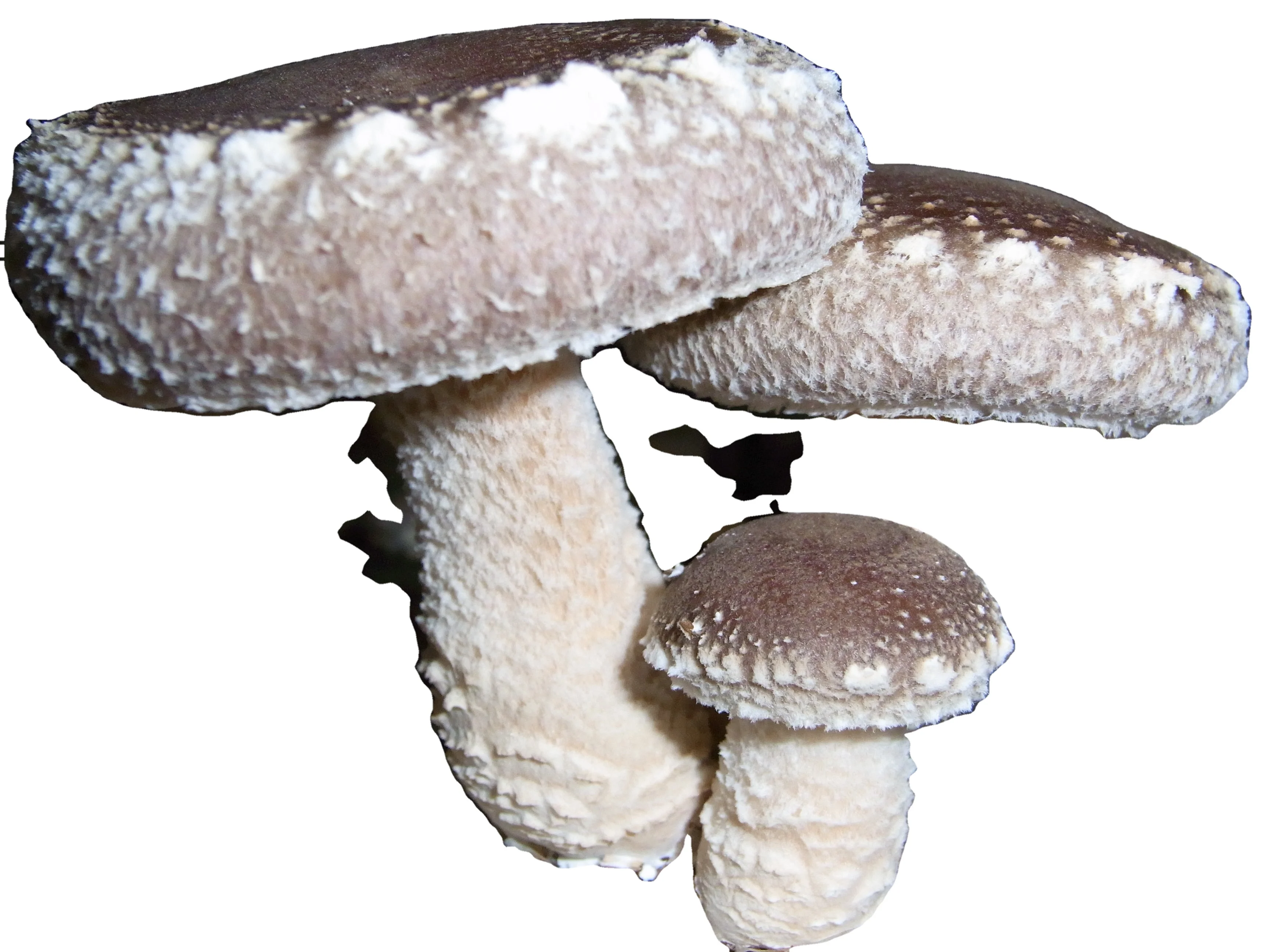 Organic lentinus edodes extracts powder ;shiitake mushroom polysaccharide ;mushroom OEM