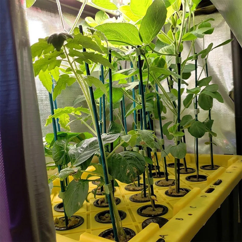 Garden Wood Sturdy Bamboo Sticks, Floral Plant Support Stakes for Garden Plants 50PCS Pack