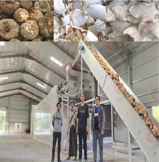 Konкак чип сушилка машина для фруктов овощей Сушилка Konjac энергосберегающая Konjac сушилка