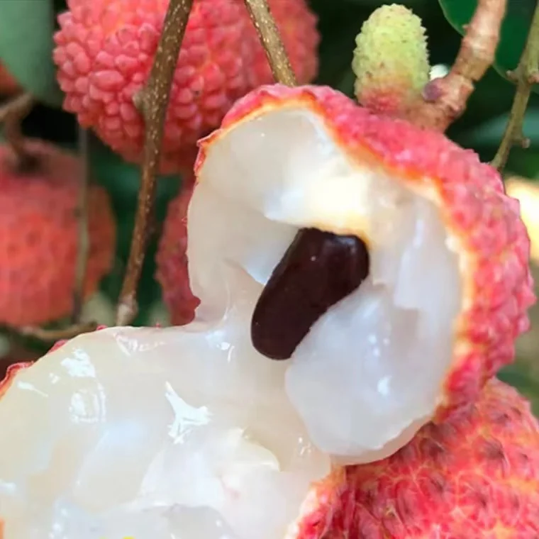 Supply high quality fresh lychee fruit litchi