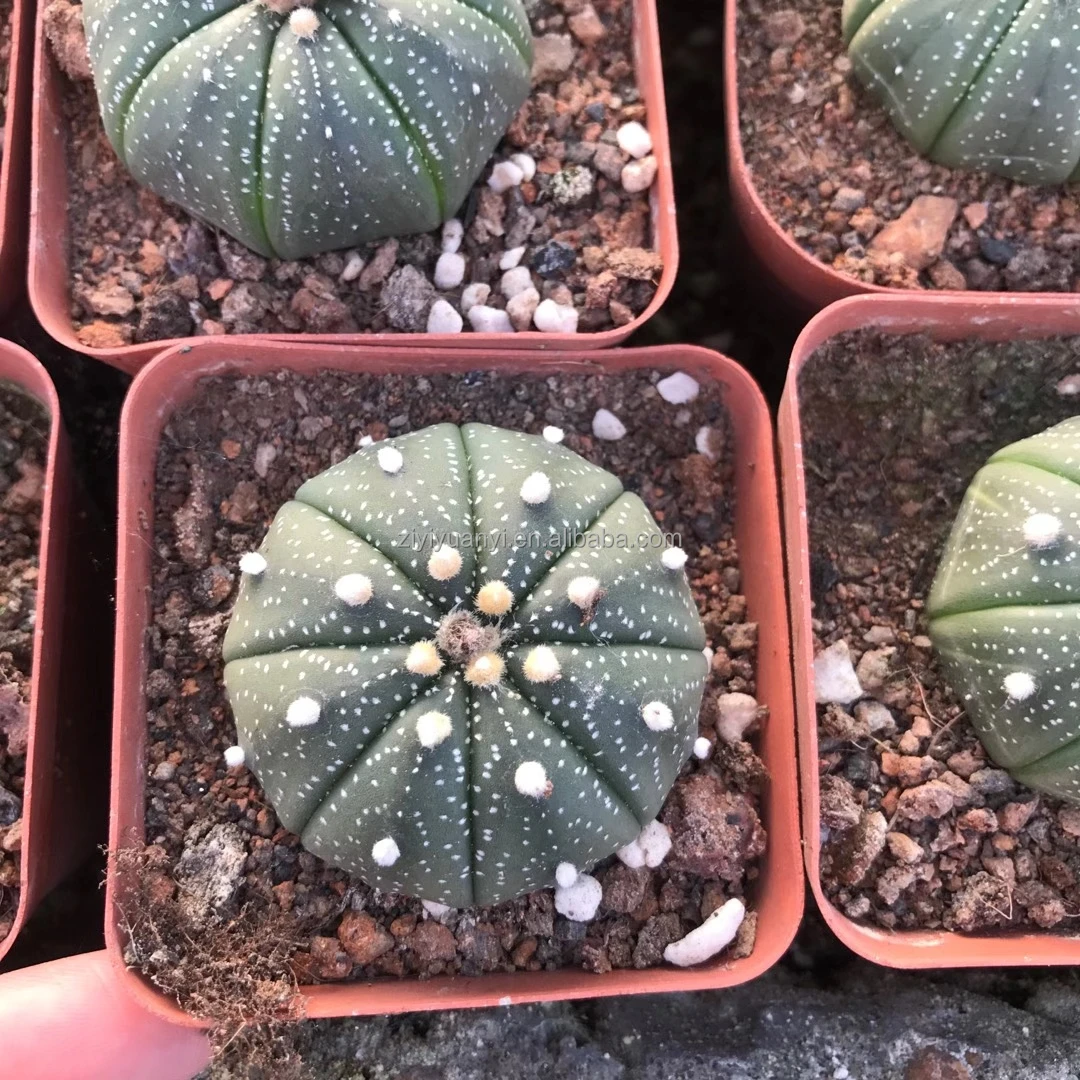 
Wholesale cactus natural plant woody plants Seed plant Astrophytum cactus blooming cactus 