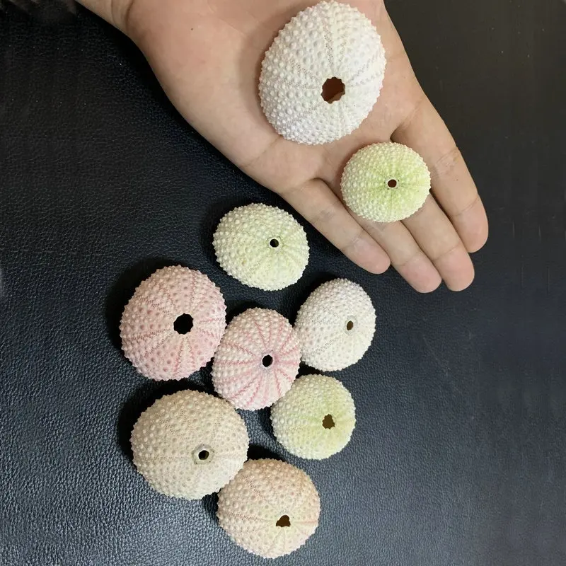 Natural Small Sea Urchin Shell Wedding Decoration Conch Beach Seashells Coastal Home Decoration