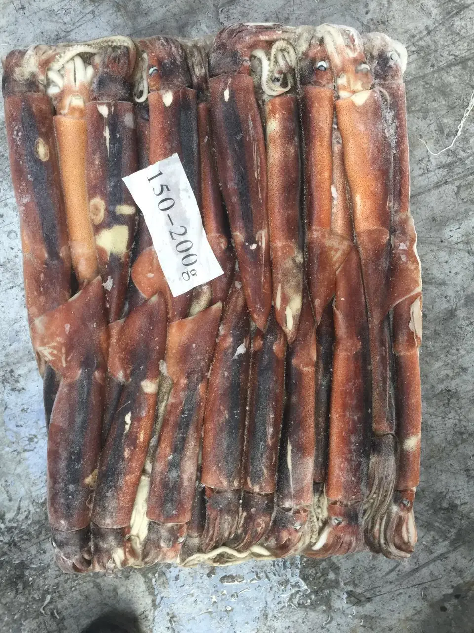 SANFENG SEAFOOD Frozen Argentine Squid illex squid