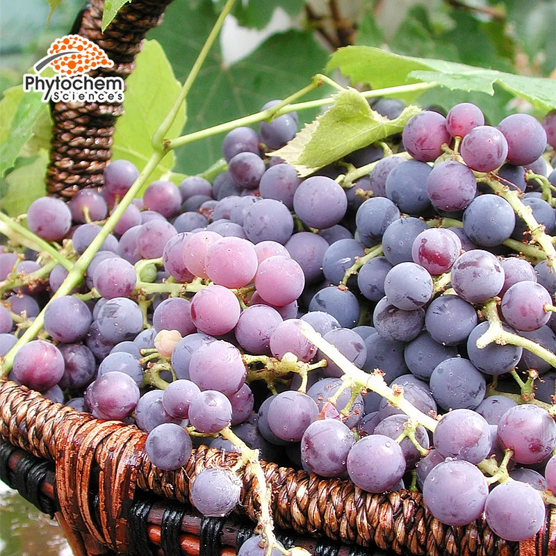 health & supplement kosher chardonay seeds extract cold grape seed oil extraction machine