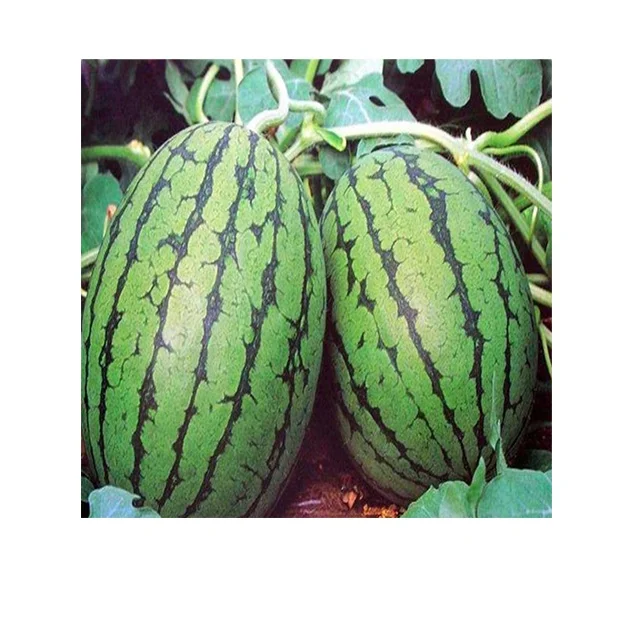 Экстра Ранняя зрелость продолговатая форма глубоко красная плоть отличный вкус семена арбуза