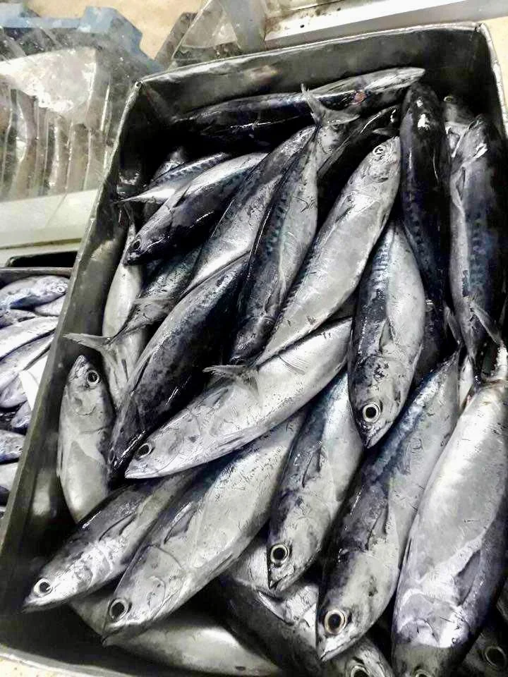 Frozen Tiny Tuna Whole Round Auxis Rochei Bullet Tuna 100-200g Bonito For Sale