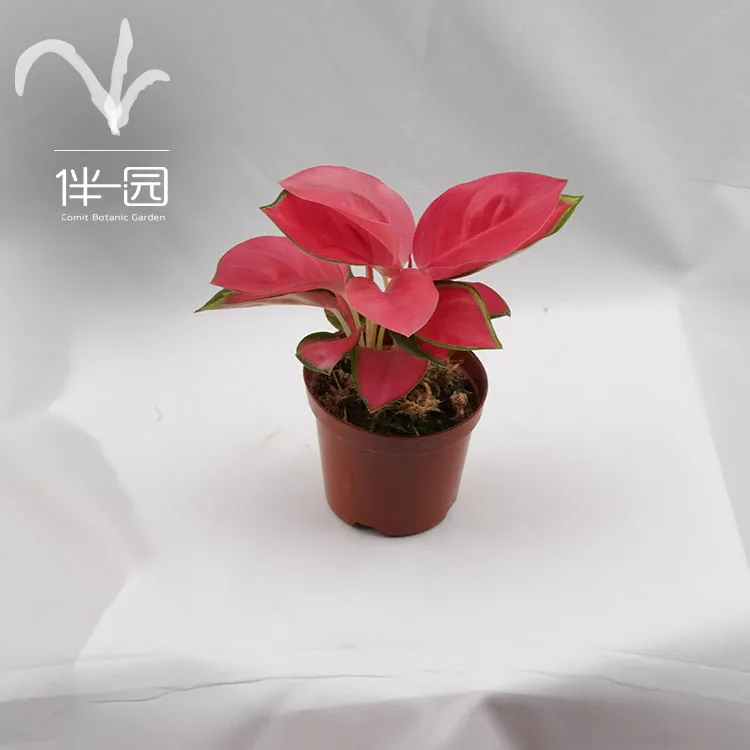  Оптовая поставка бонсай Aglaonema комнатные высококачественные натуральные декоративные растения