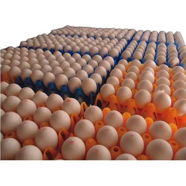 Leading Exporters of Brown And table Eggs For Sale Farm Chick