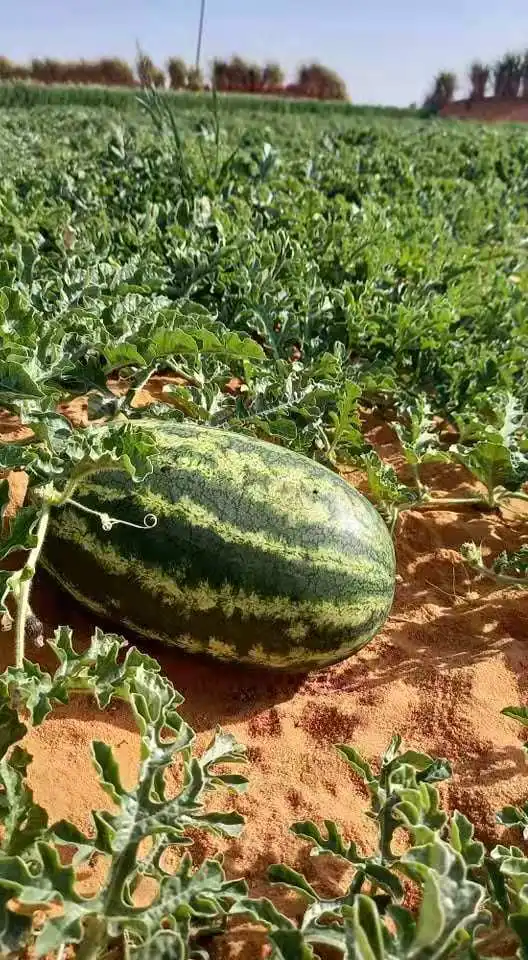 
Red Flesh Hybrid F1 Watermelon Seeds for Planting 