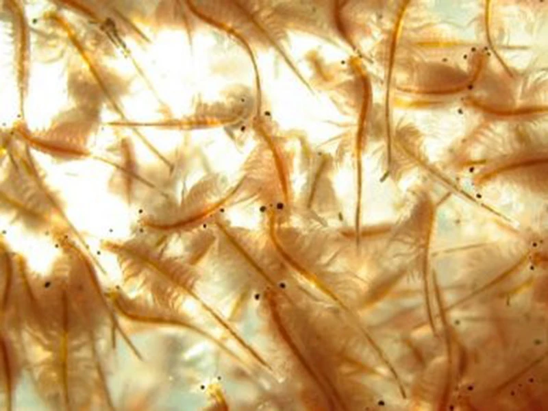 Мгновенное Питание от океана креветки в виде рассола