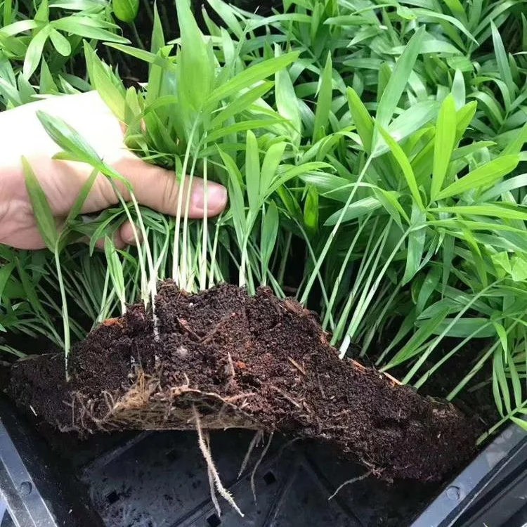 Садовые карманные кокосовые саженцы