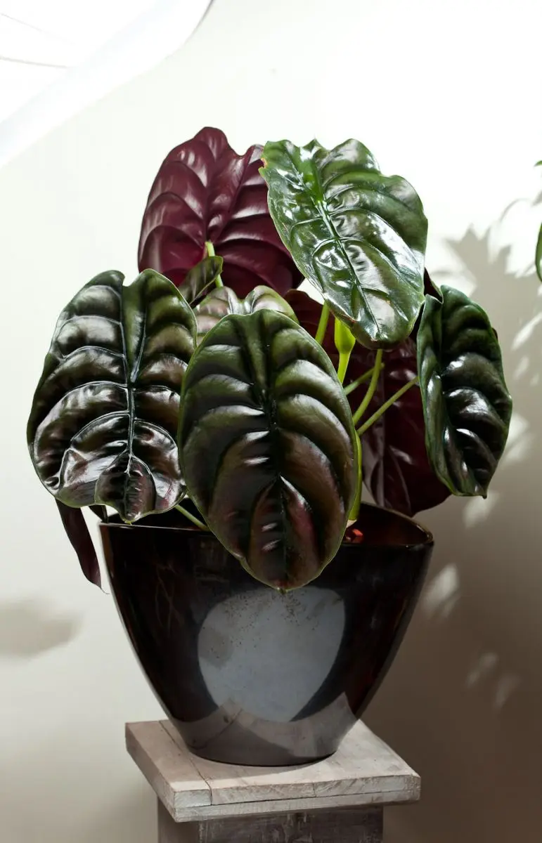 Декоративное растение в помещении красочный Alocasia cuprea красный