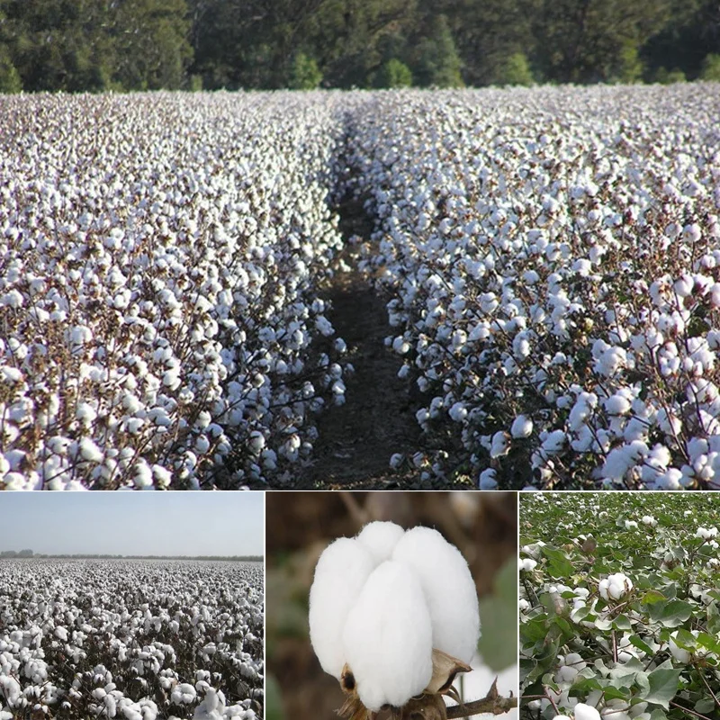 Новая ткань из 100% хлопка на продажу