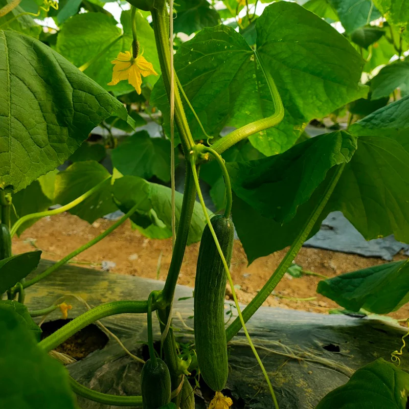 
Most Reputable and Standard Company Fresh And Juicy Young Cucumber Products In Bulk Eco Friendly Farm Buy Now For Best Price 