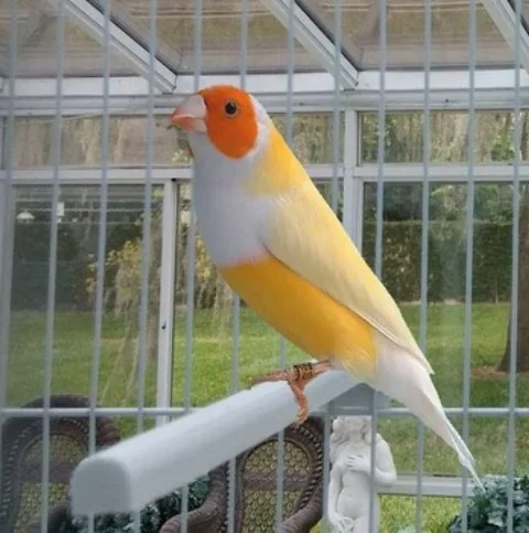 
GOULDIAN FINCH/YORKSHIRE BIRDS AVAILABLE WITH FREE CAGES 