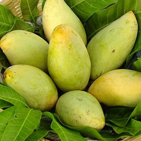 Best Selling Common Cultivation Fresh Natural Taste Green Cheap Bulk Fresh Mango from Viet Nam farms