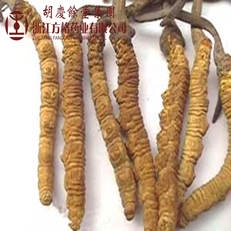 Cordyceps sinensis mycelium extract20%-40%; GMP/HACCP certificate;Cordyceps