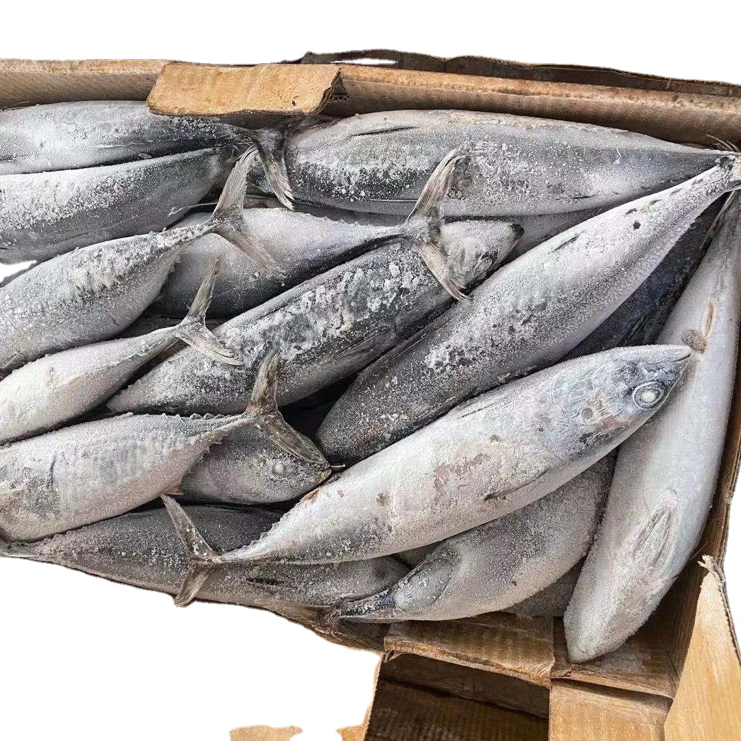 FROZEN Bonito WHOLE ROUND tuna fish    with prices 500g+