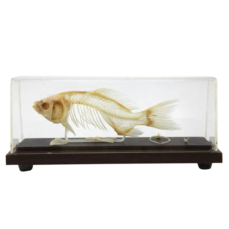 Скелет рыбы встроенный образец модель биологическая модель для обучения кости животных в школе
